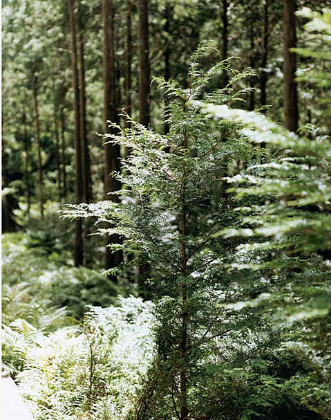 循環の森つくり・森の中遊び