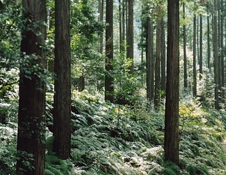 速水林業FSC認証の森