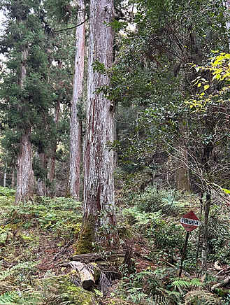 吉田本家山林部