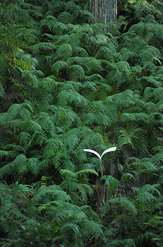 吉田本家山林部